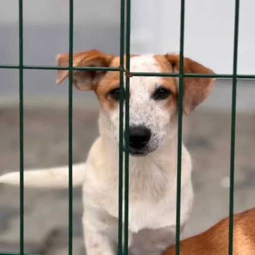 Latte, female senior Mixed Breed for adoption at Fundacja Puszatek, Warszawa