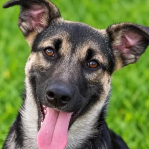 Thor, male 7yo Mixed Breed for adoption at Fundacja Puszatek, Warszawa