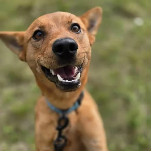 Racuch, male 3yo Mixed Breed for adoption at Fundacja Puszatek, Warszawa