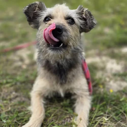 Sisi Lu, female puppy Mixed Breed for adoption at Fundacja Puszatek, Warszawa