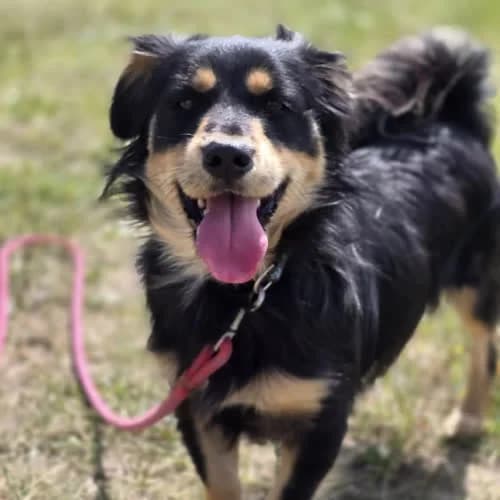 Ricky, male puppy Mixed Breed for adoption at Fundacja Puszatek, Warszawa
