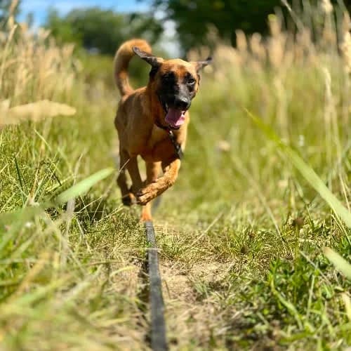 Karat, male puppy Mixed Breed for adoption at Fundacja Puszatek, Warszawa
