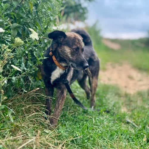 Ralf, male puppy Mixed Breed for adoption at Fundacja Puszatek, Warszawa