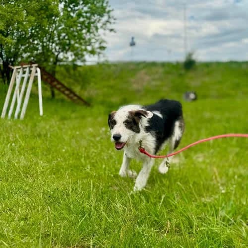 Texas, male puppy Mixed Breed for adoption at Fundacja Puszatek, Warszawa