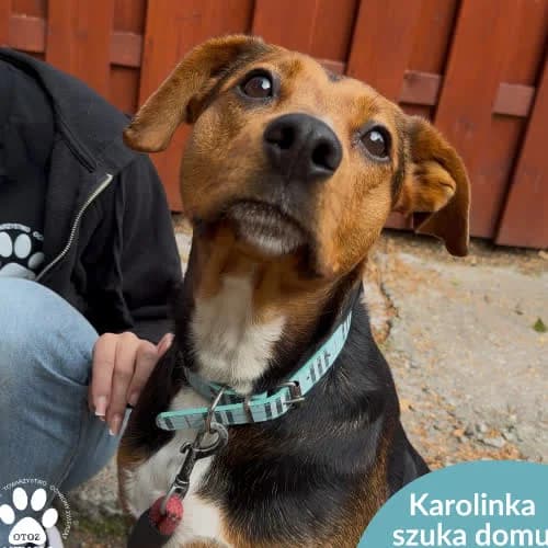 Karolinka, female puppy Mixed Breed for adoption at Fundacja Puszatek, Warszawa