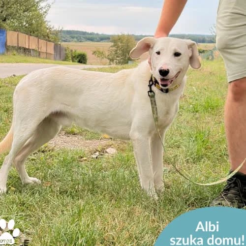 Albi, male puppy Mixed Breed for adoption at Fundacja Puszatek, Warszawa