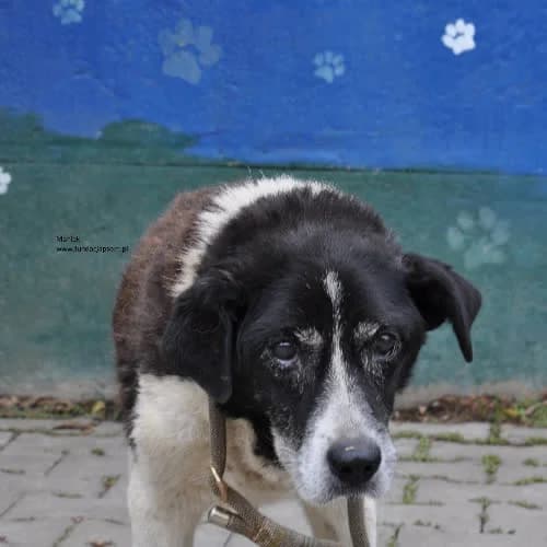 Maniek, male puppy Mixed Breed for adoption at Fundacja Puszatek, Warszawa