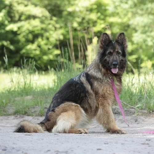 Sardynka, female puppy Mixed Breed for adoption at Fundacja Puszatek, Warszawa