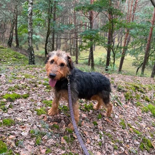 Wilhelm, male puppy Mixed Breed for adoption at Fundacja Puszatek, Warszawa