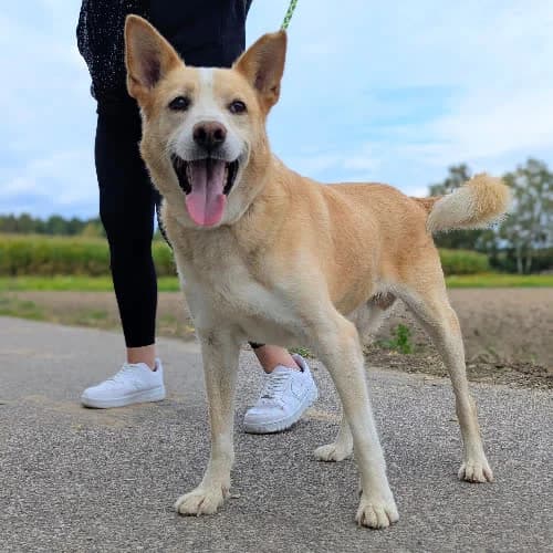 Fado, male 5yo Mixed Breed for adoption at Fundacja Puszatek, Warszawa