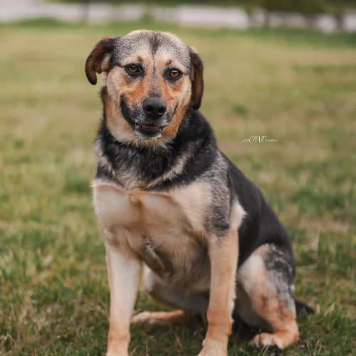 Sonia, female puppy Mixed Breed for adoption at Fundacja Puszatek, Warszawa