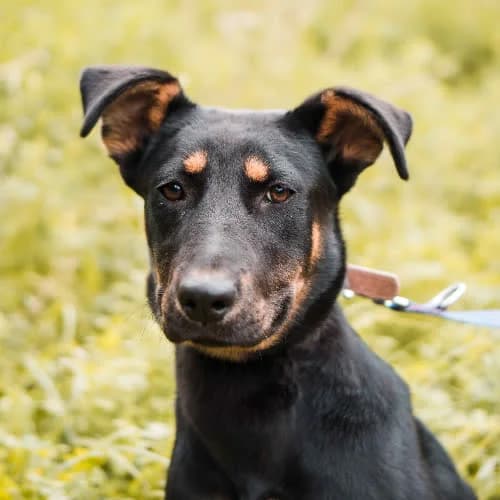 Czila, female puppy Mixed Breed for adoption at Fundacja Puszatek, Warszawa