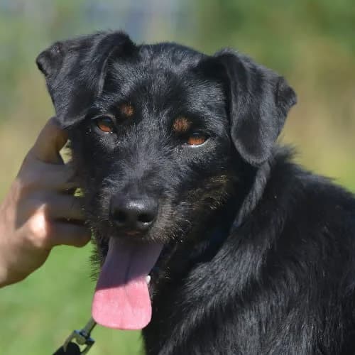 Frankie, male 3yo Mixed Breed for adoption at Fundacja Puszatek, Warszawa