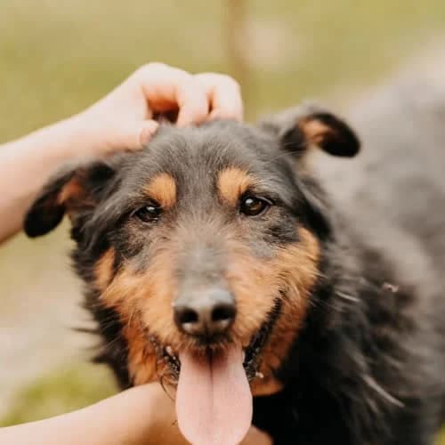 Keks, male puppy Mixed Breed for adoption at Fundacja Puszatek, Warszawa