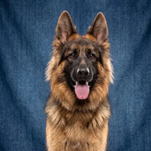 SADOK, male puppy Mixed Breed for adoption at Fundacja Puszatek, Warszawa