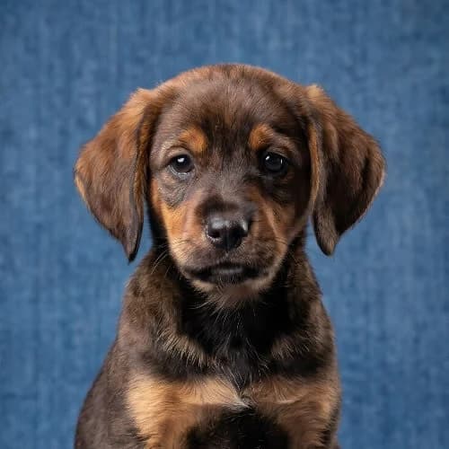 SROCZKA, female young Mixed Breed for adoption at Fundacja Puszatek, Warszawa