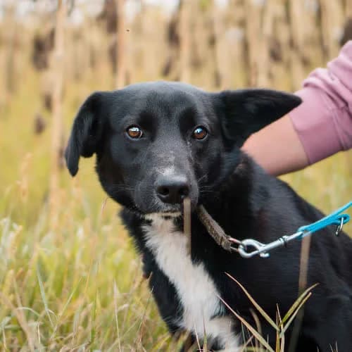 Dżodżo, male puppy Mixed Breed for adoption at Fundacja Puszatek, Warszawa