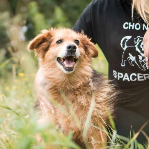 Arisek, male puppy Mixed Breed for adoption at Fundacja Puszatek, Warszawa
