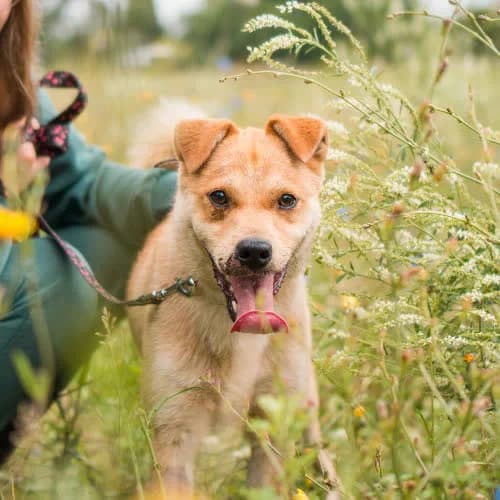 Merlin, male puppy Mixed Breed for adoption at Fundacja Puszatek, Warszawa