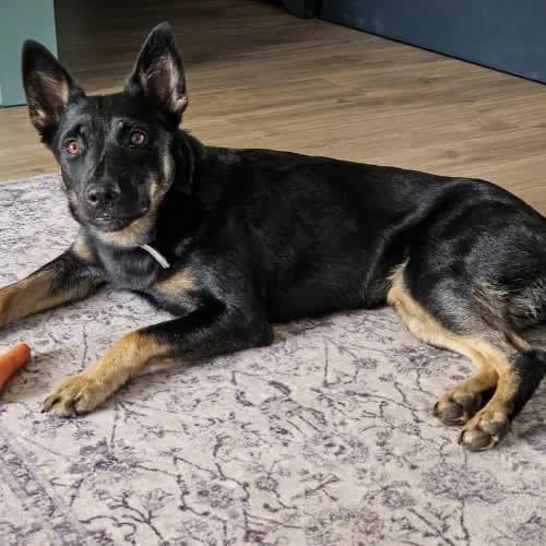 Klusia, female puppy Mixed Breed for adoption at Fundacja Puszatek, Warszawa