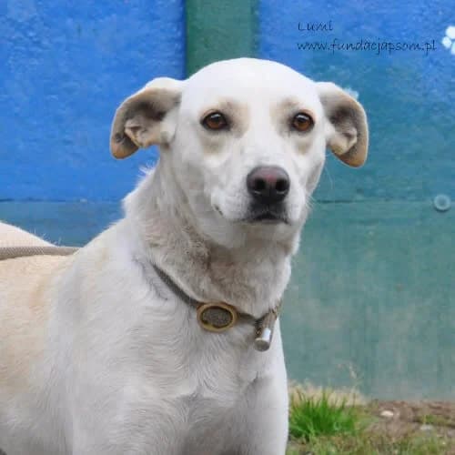 Lumi, female puppy Mixed Breed for adoption at Fundacja Puszatek, Warszawa