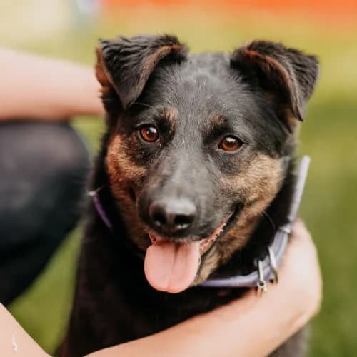Liza, female puppy Mixed Breed for adoption at Fundacja Puszatek, Warszawa
