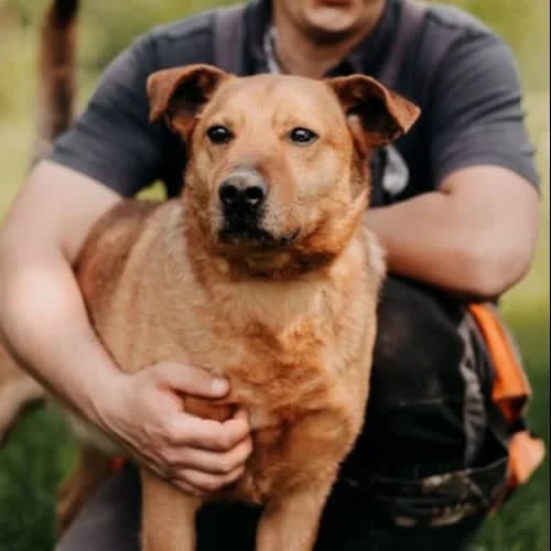 Cezik, male puppy Mixed Breed for adoption at Fundacja Puszatek, Warszawa