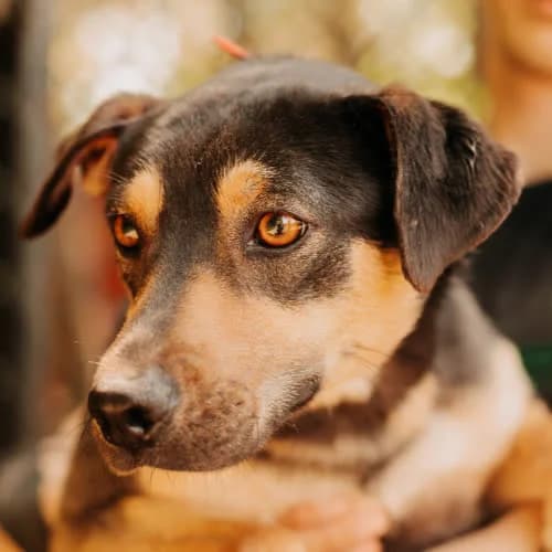 Abi, female puppy Mixed Breed for adoption at Fundacja Puszatek, Warszawa