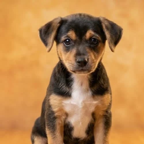 SIKORKA, female young Mixed Breed for adoption at Fundacja Puszatek, Warszawa