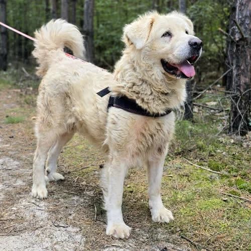 Polar, male puppy Mixed Breed for adoption at Fundacja Puszatek, Warszawa
