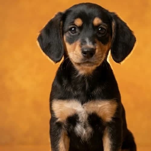 SKOWRONKA, female young Mixed Breed for adoption at Fundacja Puszatek, Warszawa