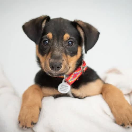 Atrelle, female 3yo Mixed Breed for adoption at Fundacja Puszatek, Warszawa