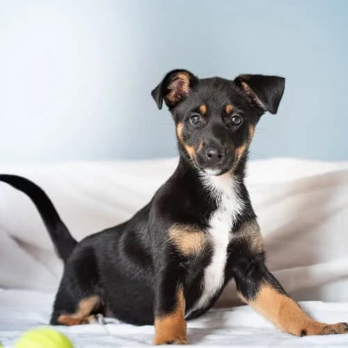 RABELLE, female 3yo Mixed Breed for adoption at Fundacja Puszatek, Warszawa