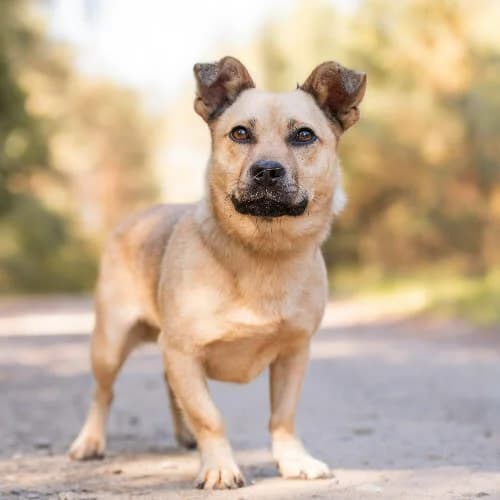 przytulas SPANKY, male puppy Mixed Breed for adoption at Fundacja Puszatek, Warszawa