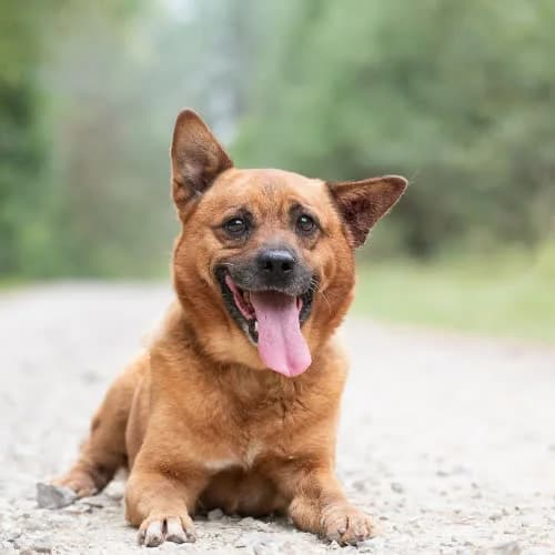 przytulas TOVO, male 3yo Mixed Breed for adoption at Fundacja Puszatek, Warszawa