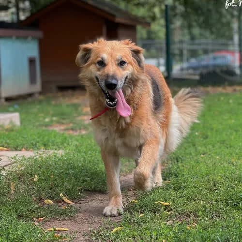 Aura, female puppy Mixed Breed for adoption at Fundacja Puszatek, Warszawa