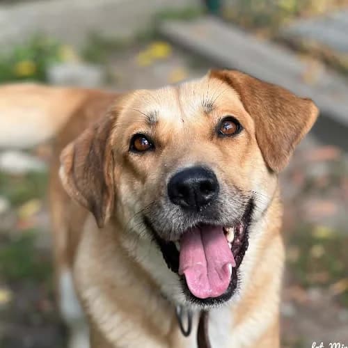 Amber, female puppy Mixed Breed for adoption at Fundacja Puszatek, Warszawa