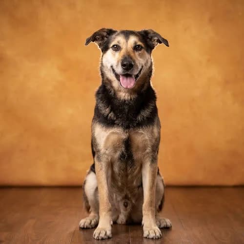 MIMEK, male senior Mixed Breed for adoption at Fundacja Puszatek, Warszawa
