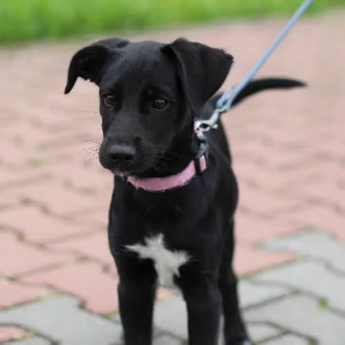 Loki, male 3yo Mixed Breed for adoption at Fundacja Puszatek, Warszawa