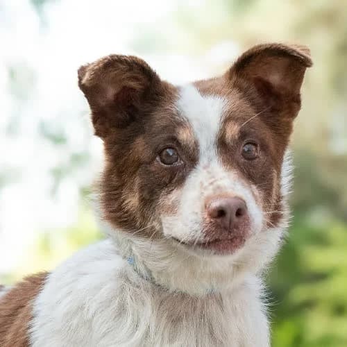 wesoły, male 6yo Mixed Breed for adoption at Fundacja Puszatek, Warszawa
