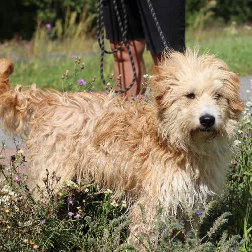 Rufi, male puppy Mixed Breed for adoption at Fundacja Puszatek, Warszawa