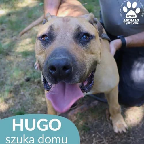 Hugo, male puppy Mixed Breed for adoption at Fundacja Puszatek, Warszawa