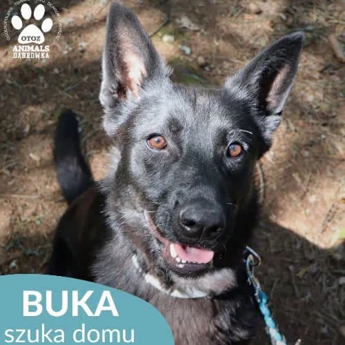 Buka, female puppy Mixed Breed for adoption at Fundacja Puszatek, Warszawa