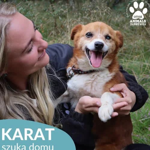 Karat, male puppy Mixed Breed for adoption at Fundacja Puszatek, Warszawa