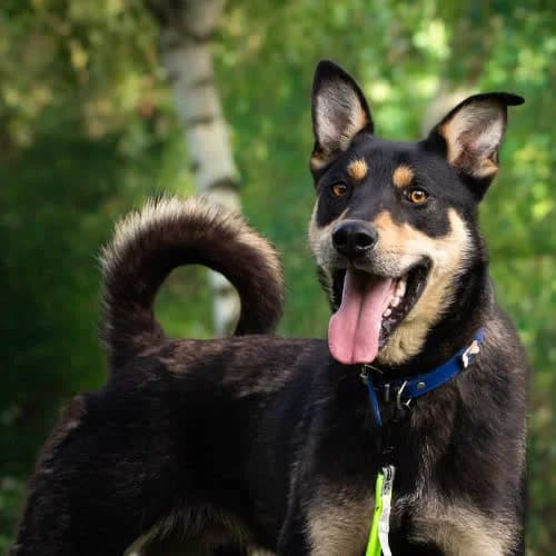 PRECEL, male puppy Mixed Breed for adoption at Fundacja Puszatek, Warszawa