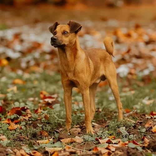 Kajtek, male puppy Mixed Breed for adoption at Fundacja Puszatek, Warszawa