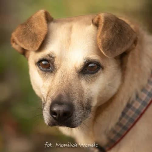 NOVELKA, female puppy Mixed Breed for adoption at Fundacja Puszatek, Warszawa