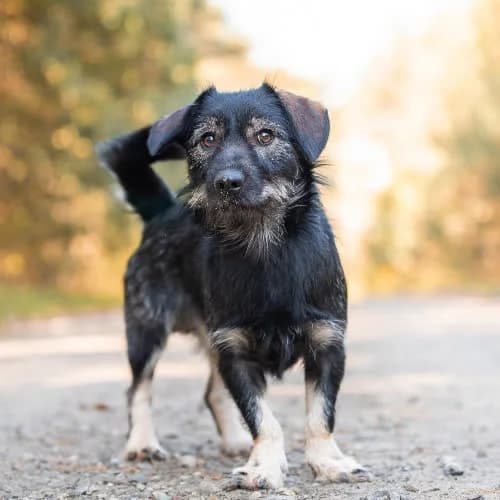 jamniczkowaty KOTO, male puppy Mixed Breed for adoption at Fundacja Puszatek, Warszawa