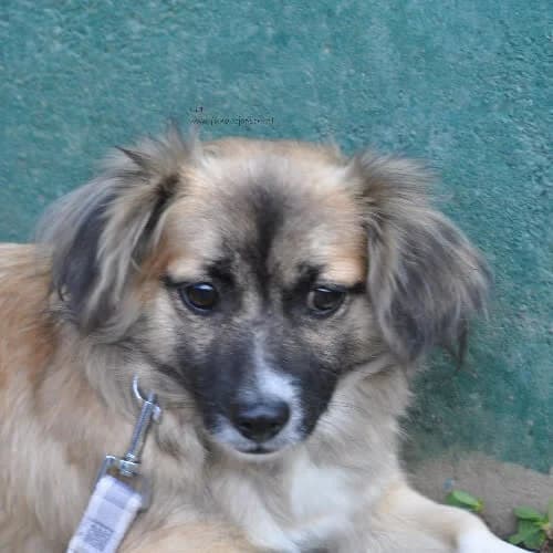 Lia, female puppy Mixed Breed for adoption at Fundacja Puszatek, Warszawa