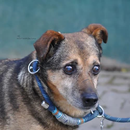 Kaj, male puppy Mixed Breed for adoption at Fundacja Puszatek, Warszawa